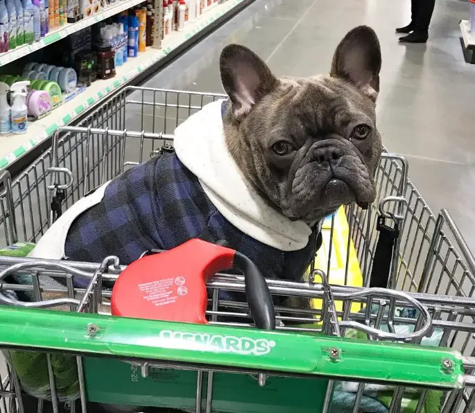 Menards allow outlet dogs in store